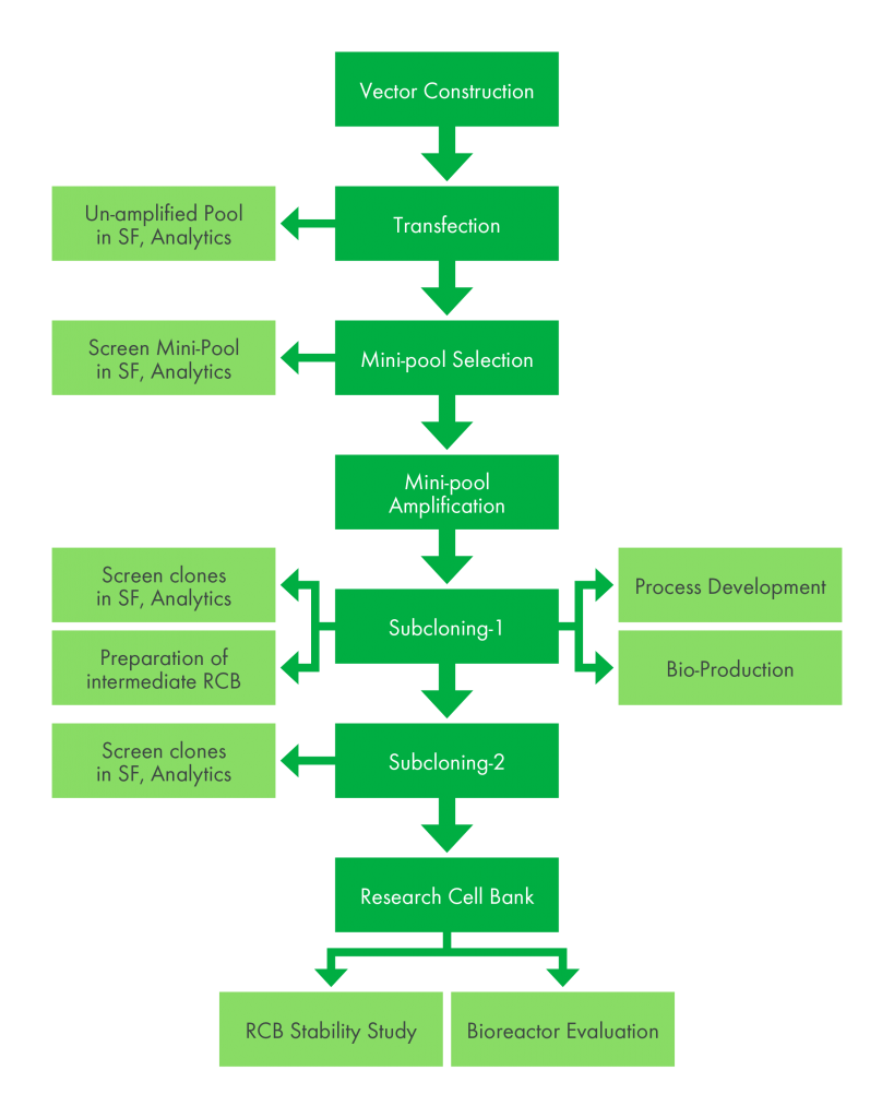 Stable Cell Line Development Kemp Proteins