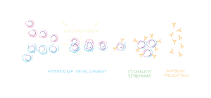 Custom Monoclonal Antibody Development
