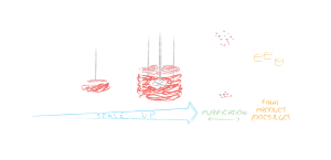 Antibody Production Process